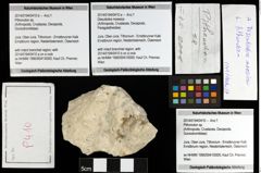 Foto (Objekt + Etiketten) von Pithonoton sp. 